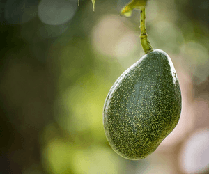 아보카도 100g 칼로리와 지방, 식단에서 먼저 볼 기준