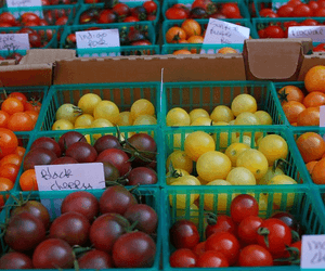 토마토 100g 칼로리와 영양성분, 식단에서 볼 포인트